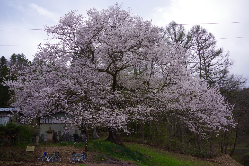 立屋の桜