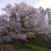 立屋の桜