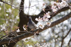 桜バト