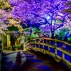 音無親水公園ライトアップ
