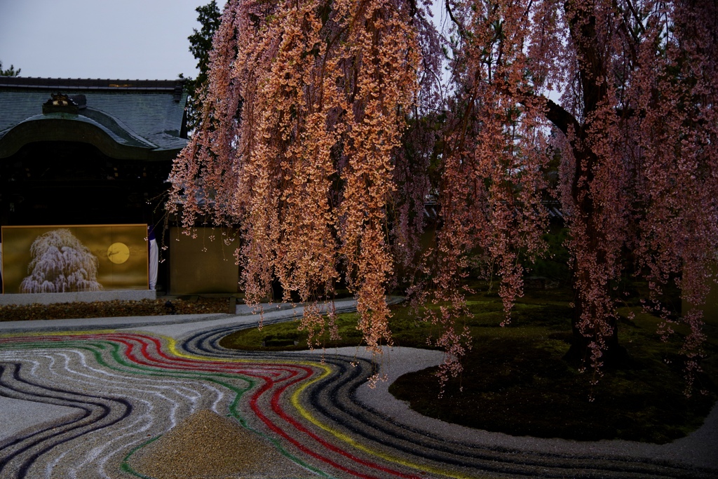 高台寺　枝垂れ桜