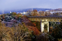 白衣纏い始めた紅葉