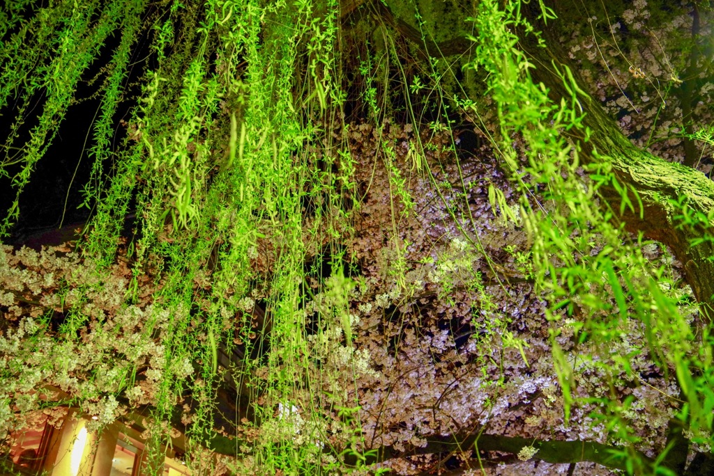 夜桜と柳