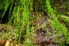 夜桜と柳