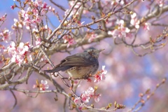 春満喫するヒヨドリ