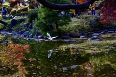 日比谷公園にて白サギと紅葉池