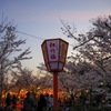 夕暮れ花見 
