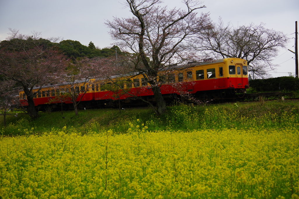 菜の花列車