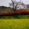 菜の花列車