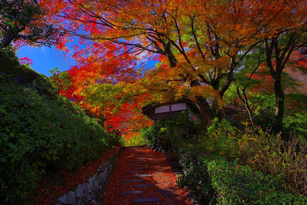 善峯寺の紅葉