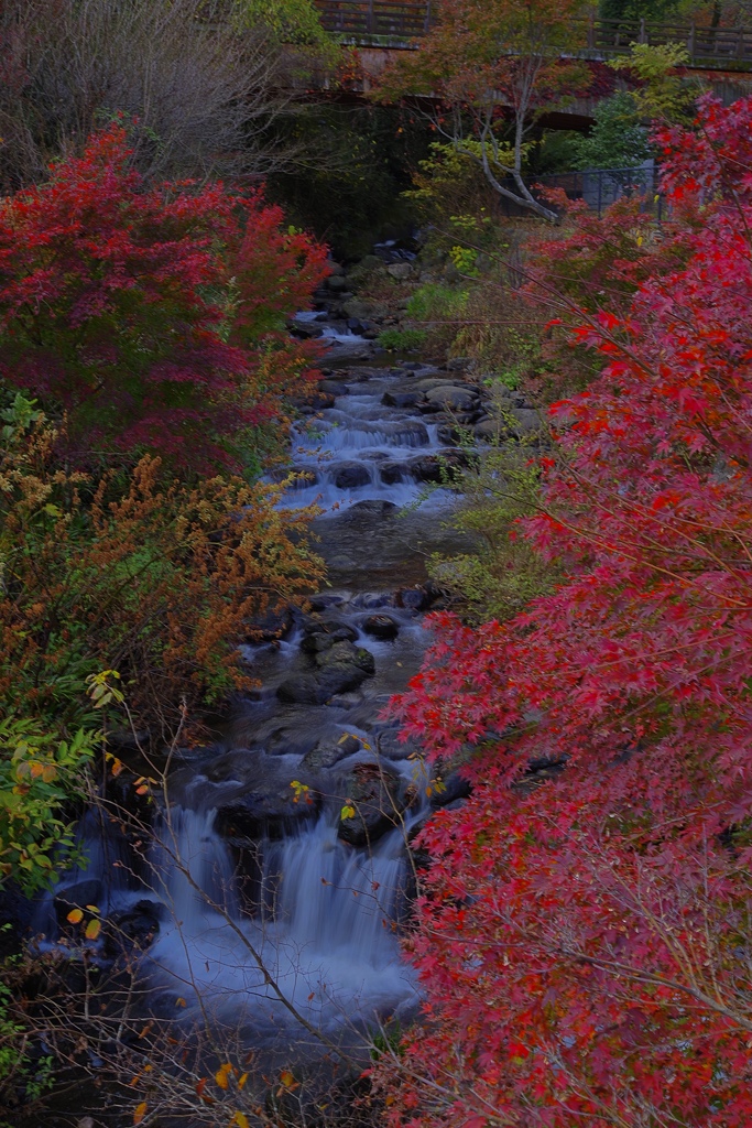 熱海梅園の紅葉