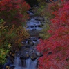 熱海梅園の紅葉