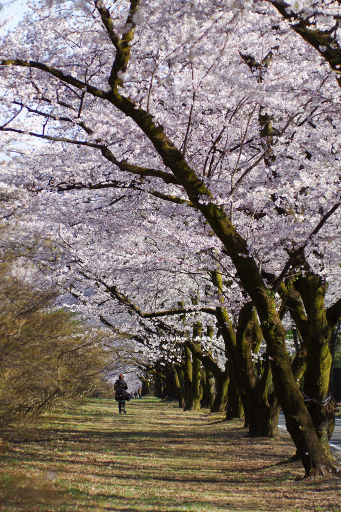 赤城南面千本桜