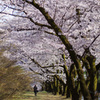 赤城南面千本桜