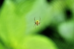 green spider