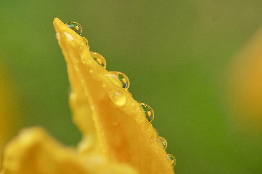 yellow flower