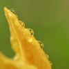yellow flower