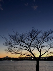 イサヌマノフジ