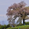 わに塚の桜