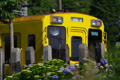 紫陽花といすみ鉄道