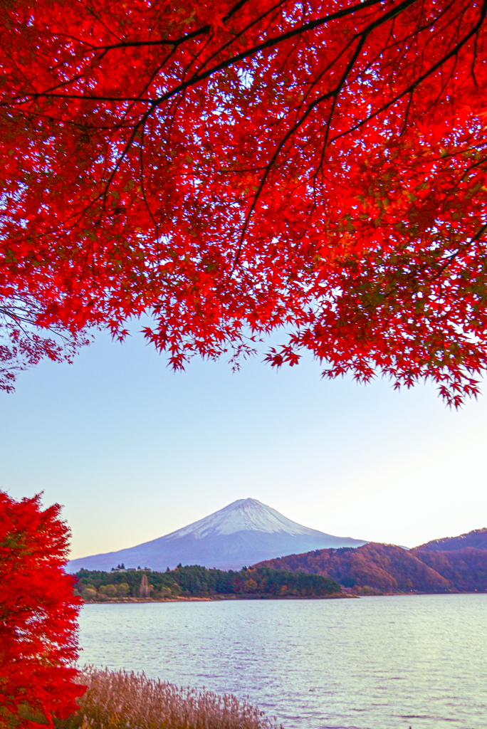 河口湖の紅葉