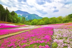 羊山公園の芝桜