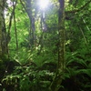 Light in green