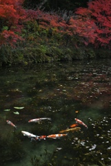 紅葉の名もなき池