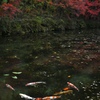 紅葉の名もなき池