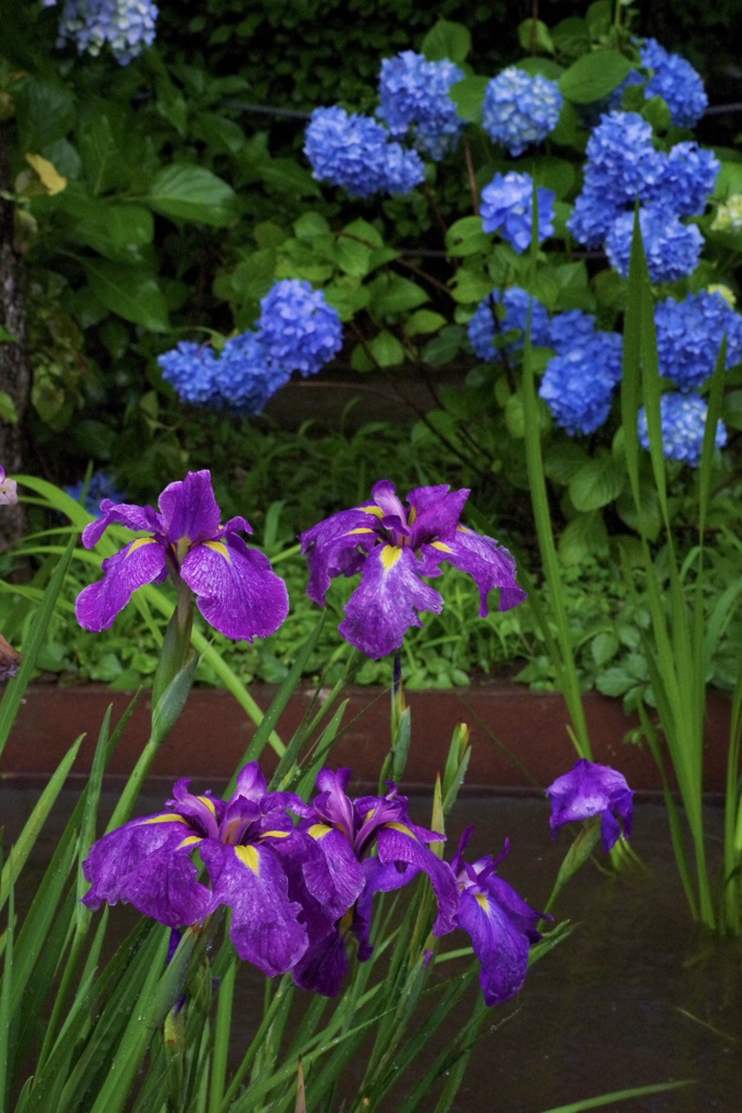 花菖蒲と紫陽花