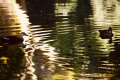 おーい紅葉まだかもねー そうかもねー