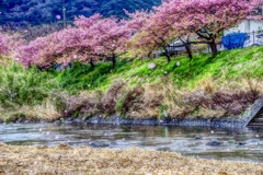 桜吹雪 河津桜まつりにて