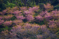 頼朝桜