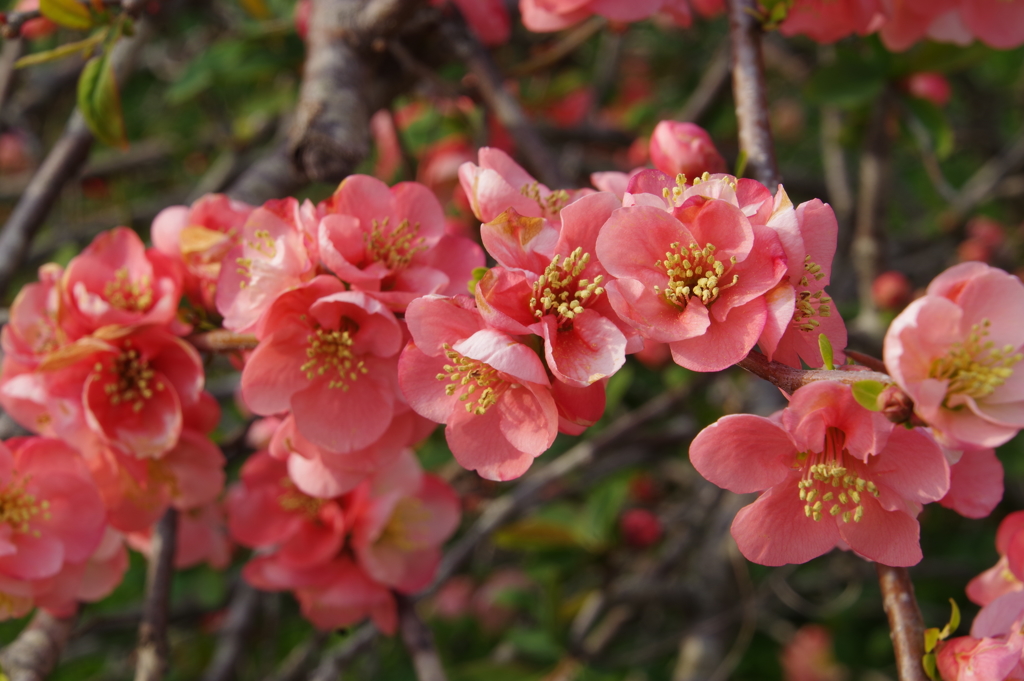 アーモンドの花