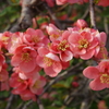アーモンドの花