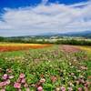FLOWERLINE