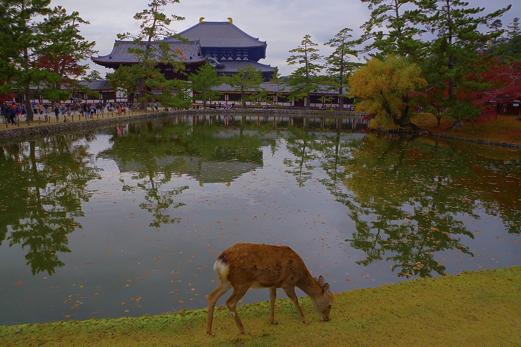 deer東大寺