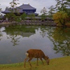 deer東大寺