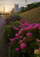 夕陽を浴びる紫陽花