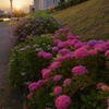 夕陽を浴びる紫陽花