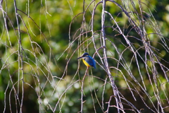 今年初カワセミ
