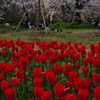 お花見を楽しむチューリップ達