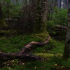 苔の森