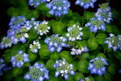 hydrangea