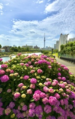 旧中川沿いの紫陽花