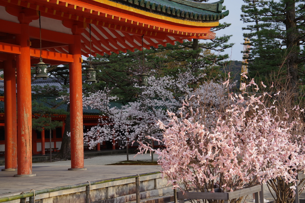 おみくじ桜