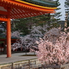 おみくじ桜