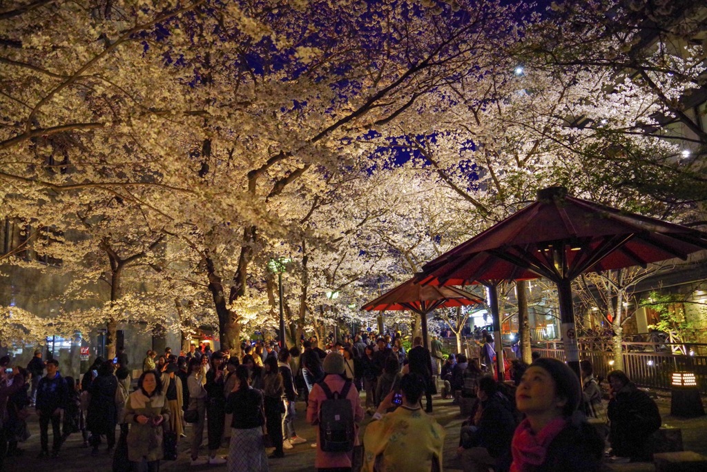 桜天井