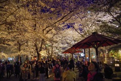 桜天井