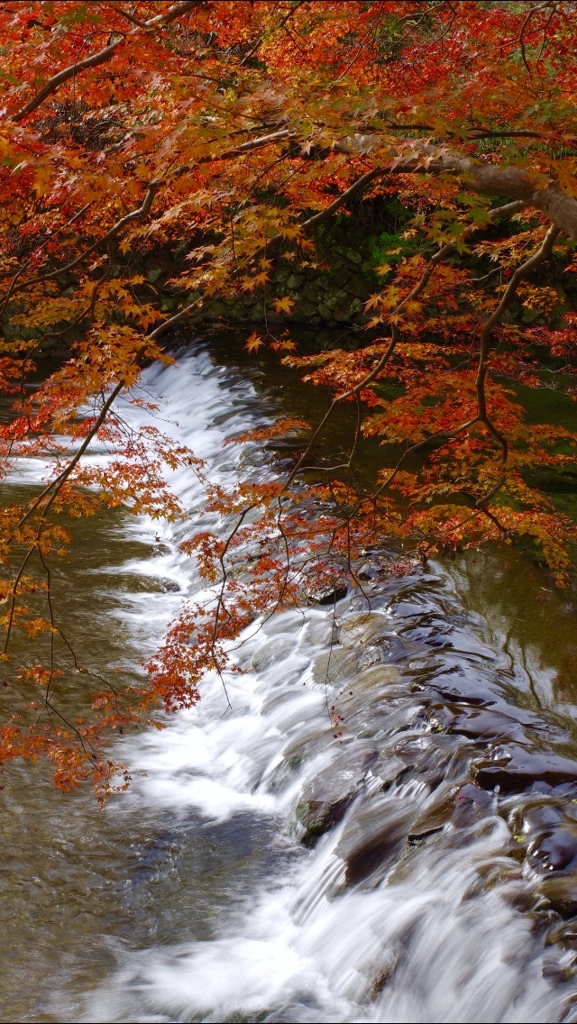 紅葉川